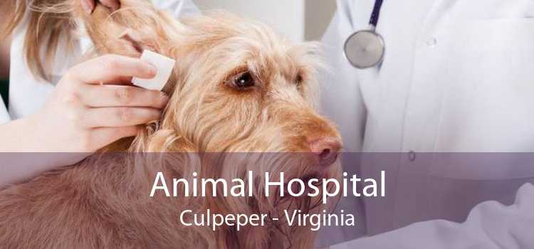 Animal Hospital Culpeper - Virginia