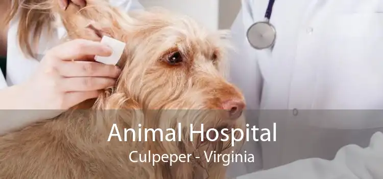 Animal Hospital Culpeper - Virginia