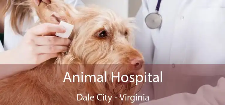 Animal Hospital Dale City - Virginia