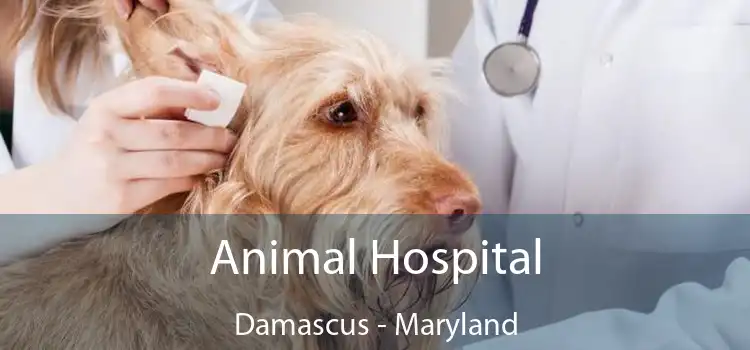 Animal Hospital Damascus - Maryland