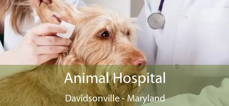 Animal Hospital Davidsonville - Maryland