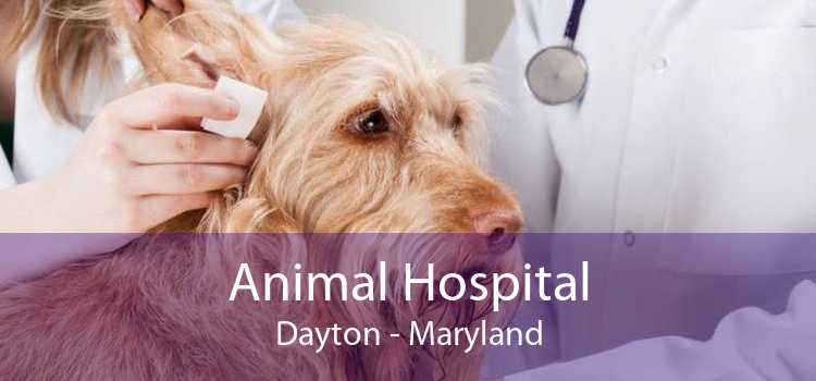 Animal Hospital Dayton - Maryland