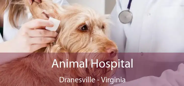 Animal Hospital Dranesville - Virginia