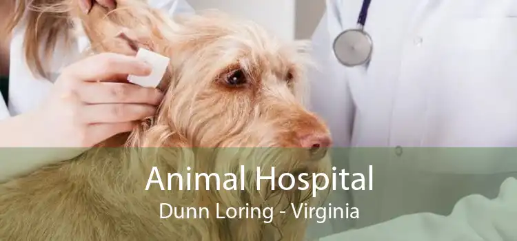 Animal Hospital Dunn Loring - Virginia