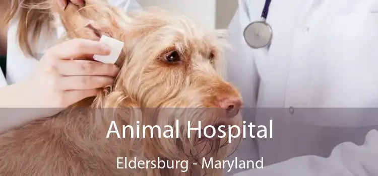 Animal Hospital Eldersburg - Maryland
