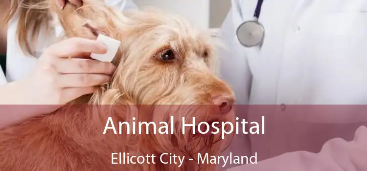 Animal Hospital Ellicott City - Maryland