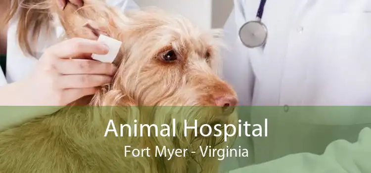 Animal Hospital Fort Myer - Virginia