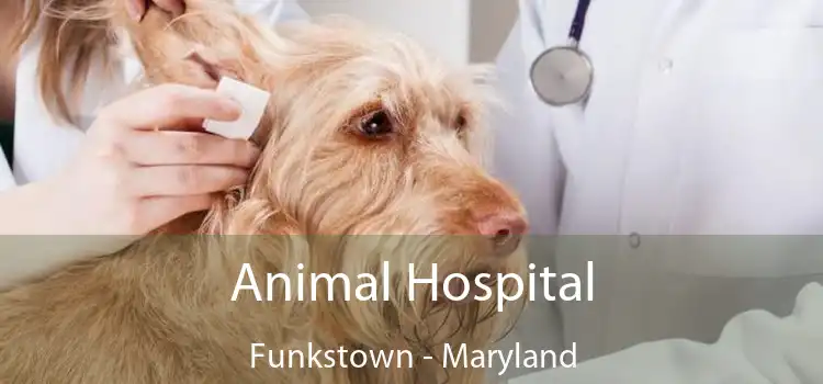 Animal Hospital Funkstown - Maryland