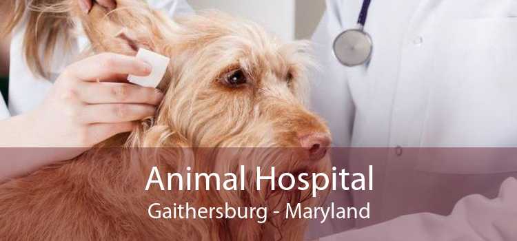 Animal Hospital Gaithersburg - Maryland