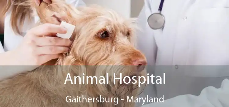 Animal Hospital Gaithersburg - Maryland