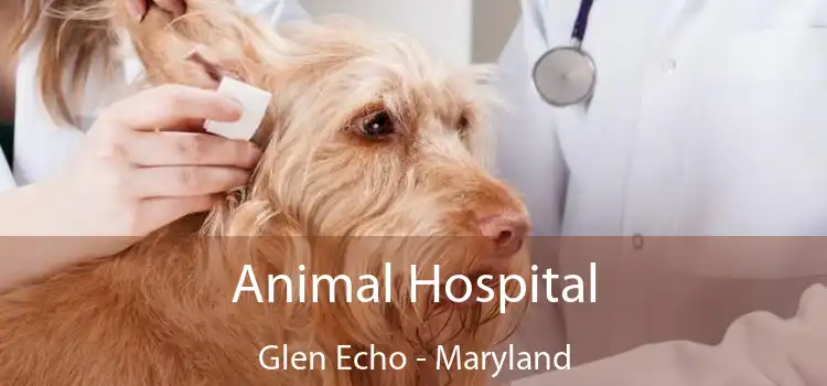 Animal Hospital Glen Echo - Maryland