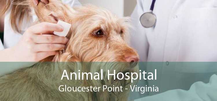 Animal Hospital Gloucester Point - Virginia