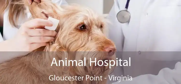 Animal Hospital Gloucester Point - Virginia