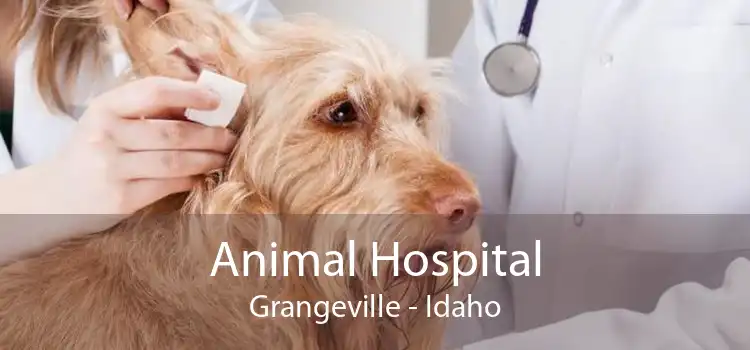 Animal Hospital Grangeville - Idaho