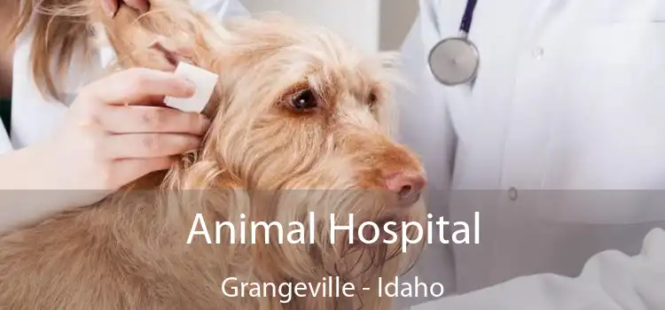 Animal Hospital Grangeville - Idaho