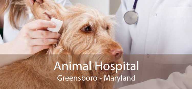 Animal Hospital Greensboro - Maryland