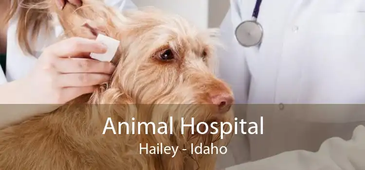 Animal Hospital Hailey - Idaho