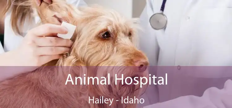 Animal Hospital Hailey - Idaho