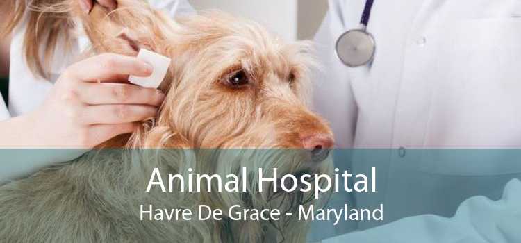 Animal Hospital Havre De Grace - Maryland