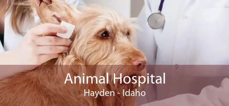 Animal Hospital Hayden - Idaho
