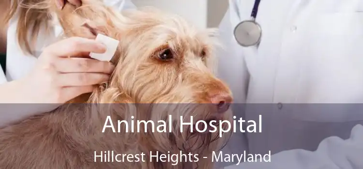Animal Hospital Hillcrest Heights - Maryland