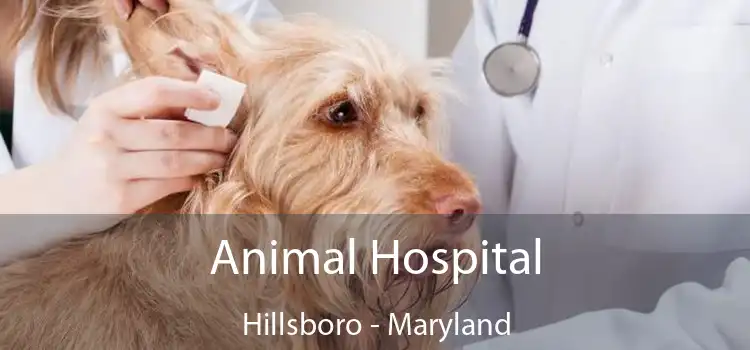 Animal Hospital Hillsboro - Maryland
