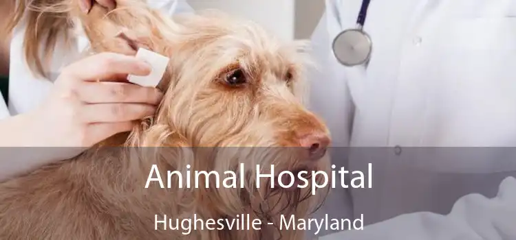 Animal Hospital Hughesville - Maryland
