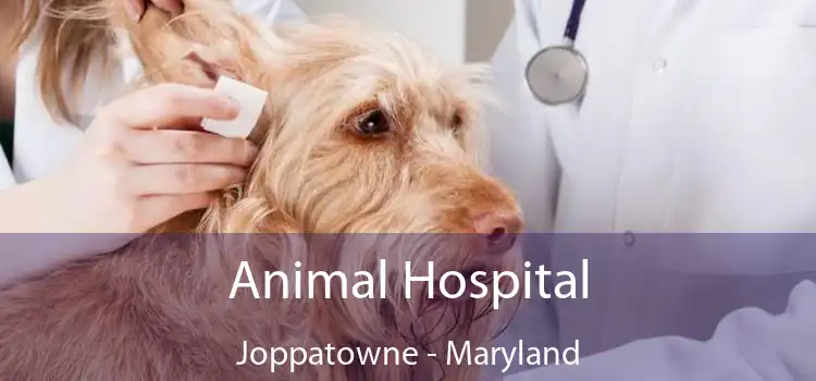 Animal Hospital Joppatowne - Maryland
