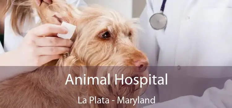 Animal Hospital La Plata - Maryland