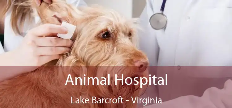 Animal Hospital Lake Barcroft - Virginia