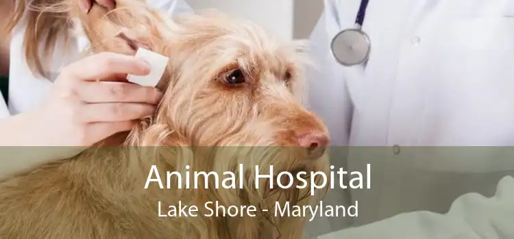 Animal Hospital Lake Shore - Maryland