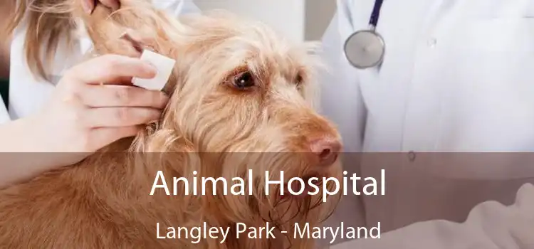 Animal Hospital Langley Park - Maryland