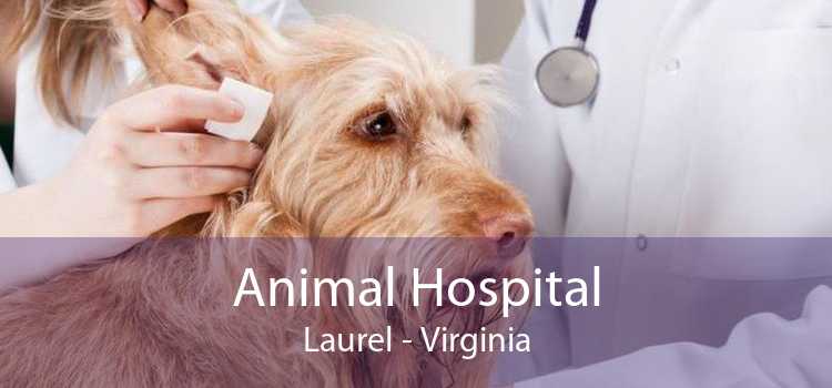 Animal Hospital Laurel - Virginia