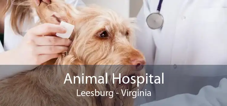 Animal Hospital Leesburg - Virginia