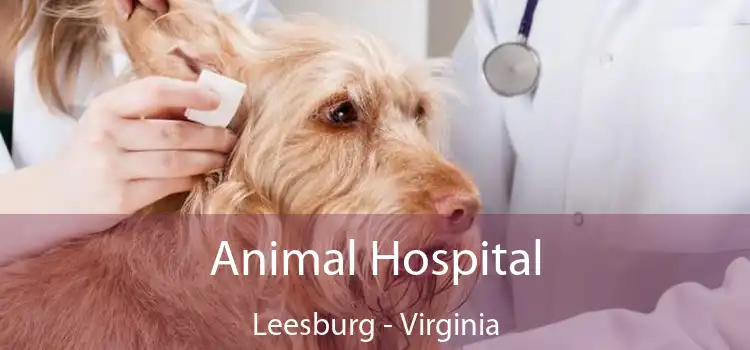 Animal Hospital Leesburg - Virginia