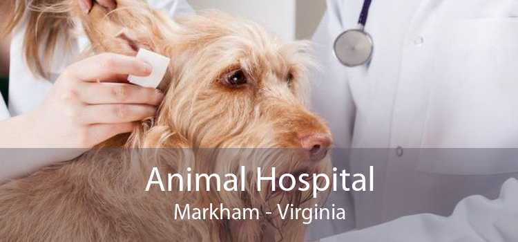 Animal Hospital Markham - Virginia