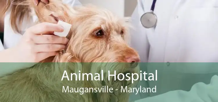 Animal Hospital Maugansville - Maryland