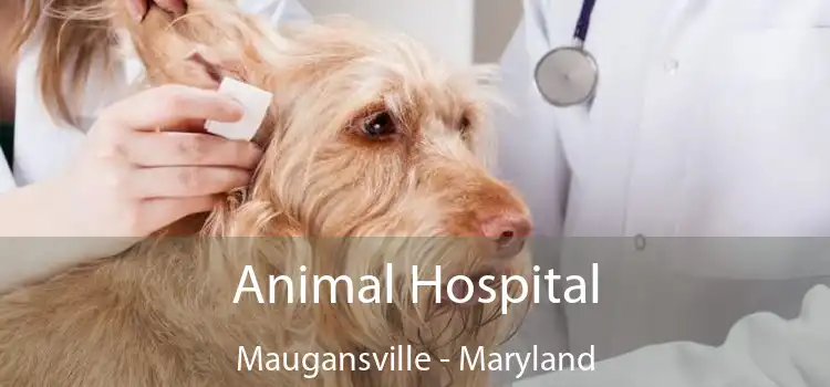 Animal Hospital Maugansville - Maryland