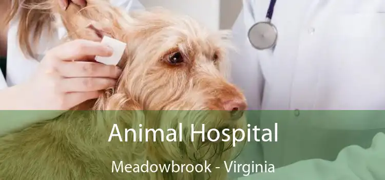 Animal Hospital Meadowbrook - Virginia