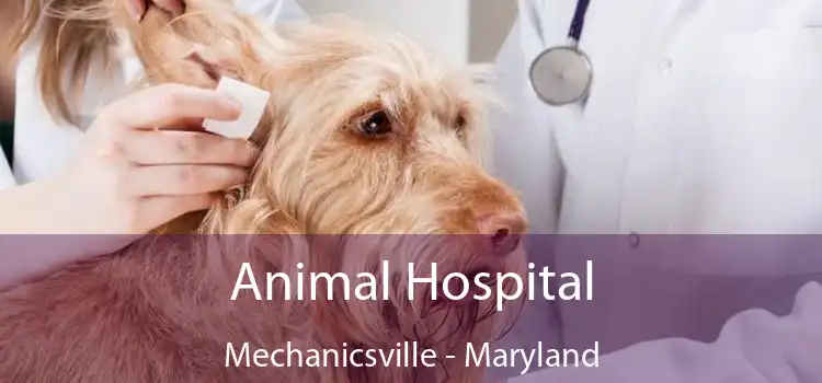 Animal Hospital Mechanicsville - Maryland