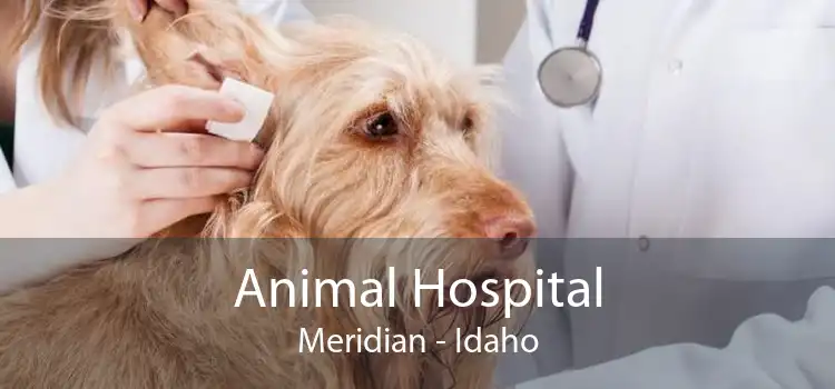 Animal Hospital Meridian - Idaho