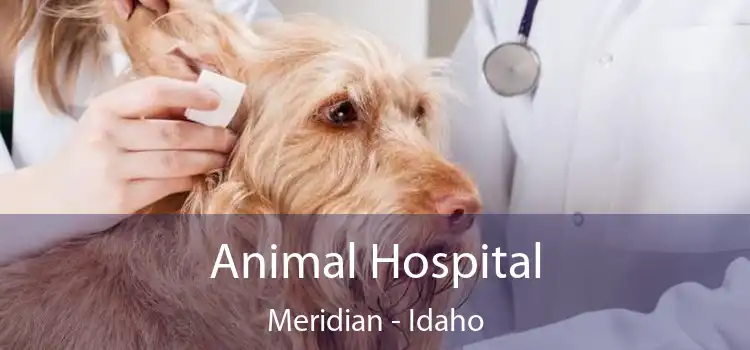 Animal Hospital Meridian - Idaho