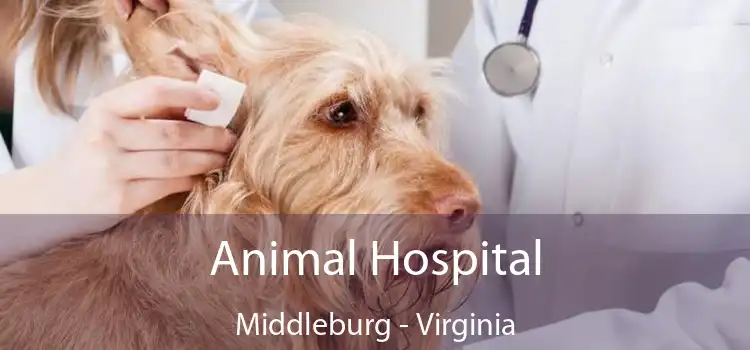 Animal Hospital Middleburg - Virginia