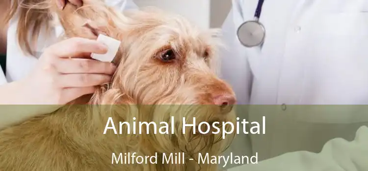 Animal Hospital Milford Mill - Maryland