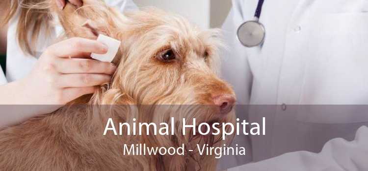 Animal Hospital Millwood - Virginia