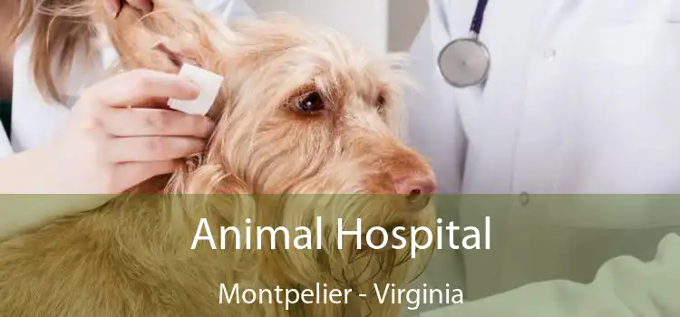 Animal Hospital Montpelier - Virginia