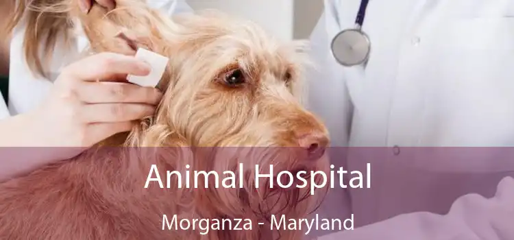 Animal Hospital Morganza - Maryland