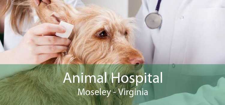 Animal Hospital Moseley - Virginia
