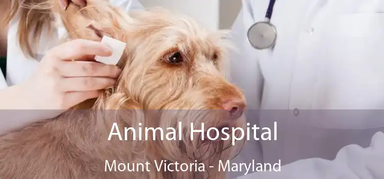 Animal Hospital Mount Victoria - Maryland