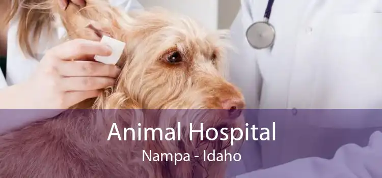 Animal Hospital Nampa - Idaho